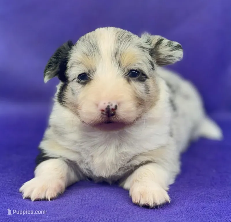 FranHomBMM – Pembroke Welsh Corgi puppy for sale in Oakdale, CA