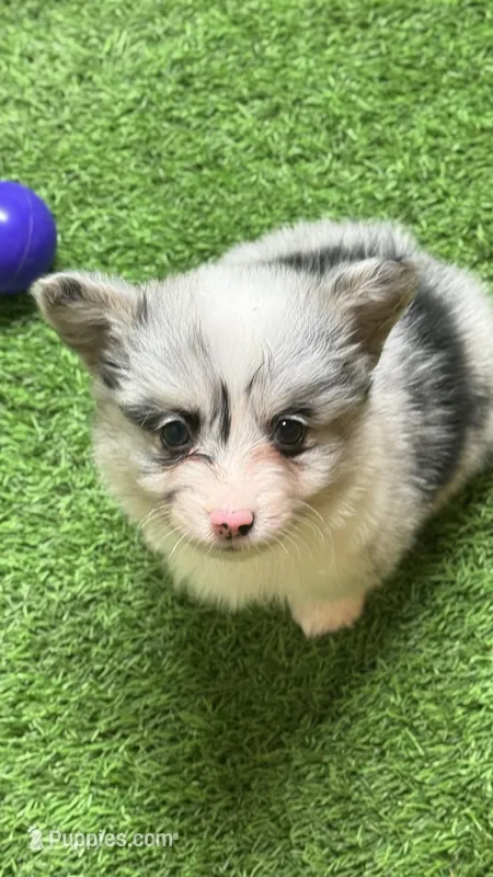 Tayhombmmredcollar – Pembroke Welsh Corgi puppy for sale in Oakdale, CA