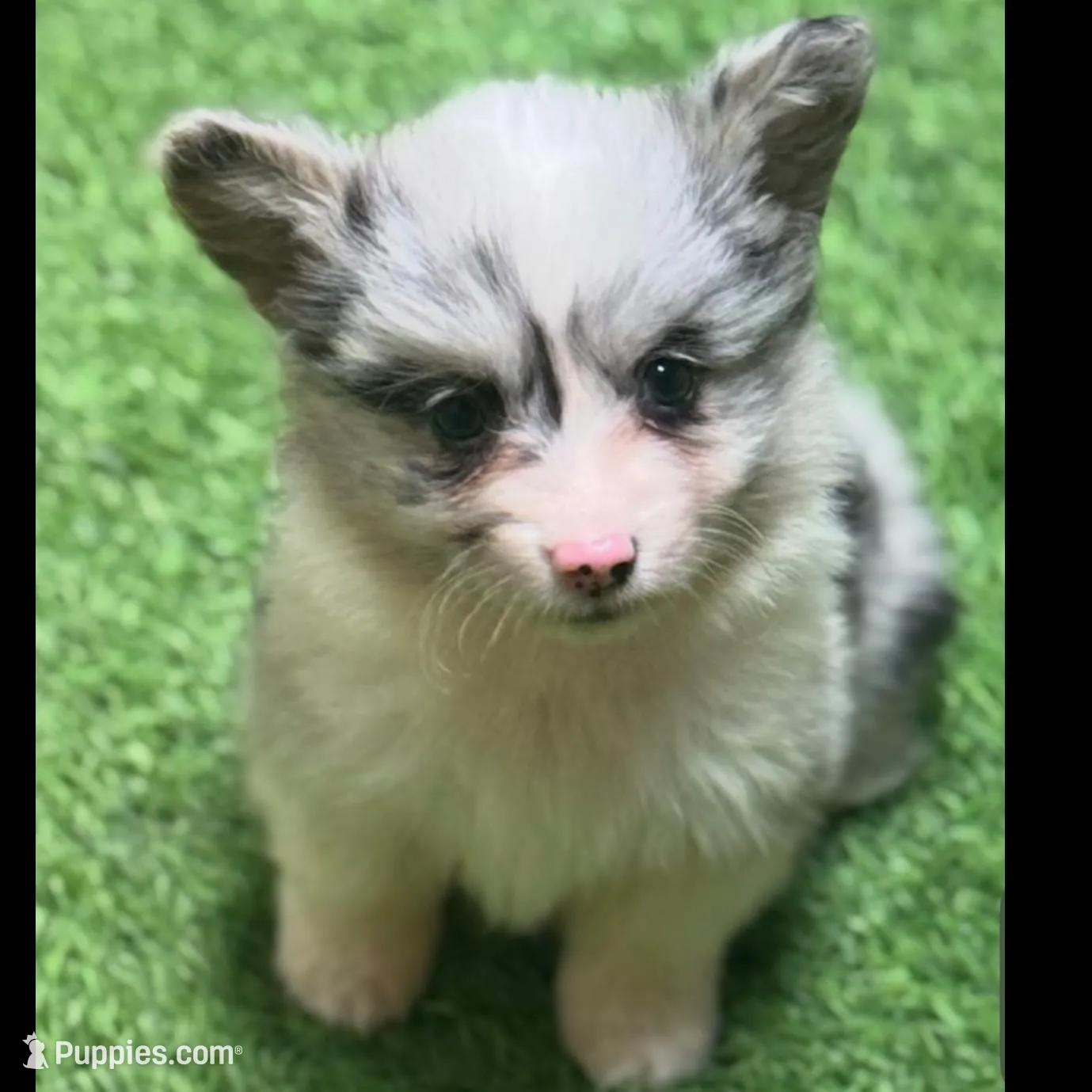 Tayhombmmredcollar – Pembroke Welsh Corgi puppy for sale in Oakdale, CA