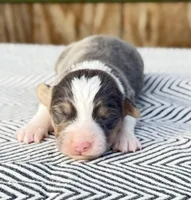 AKC Bluie Fluffy Triple Clear , a female Pembroke Welsh Corgi for sale in Oakdale, CA – 2 of 8