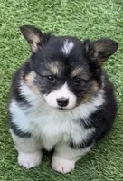 MisHomBHTFF, a female Pembroke Welsh Corgi for sale in Oakdale, CA – Photo 1 of 2