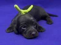 Blisschocofyellow, a female Miniature Dachshund for sale in Oakdale, CA – Photo 1 of 3