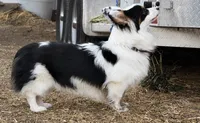 AKC KARMAFLUFFMISMARK Triple clear , a male Pembroke Welsh Corgi for sale in Oakdale, CA – 3 of 5