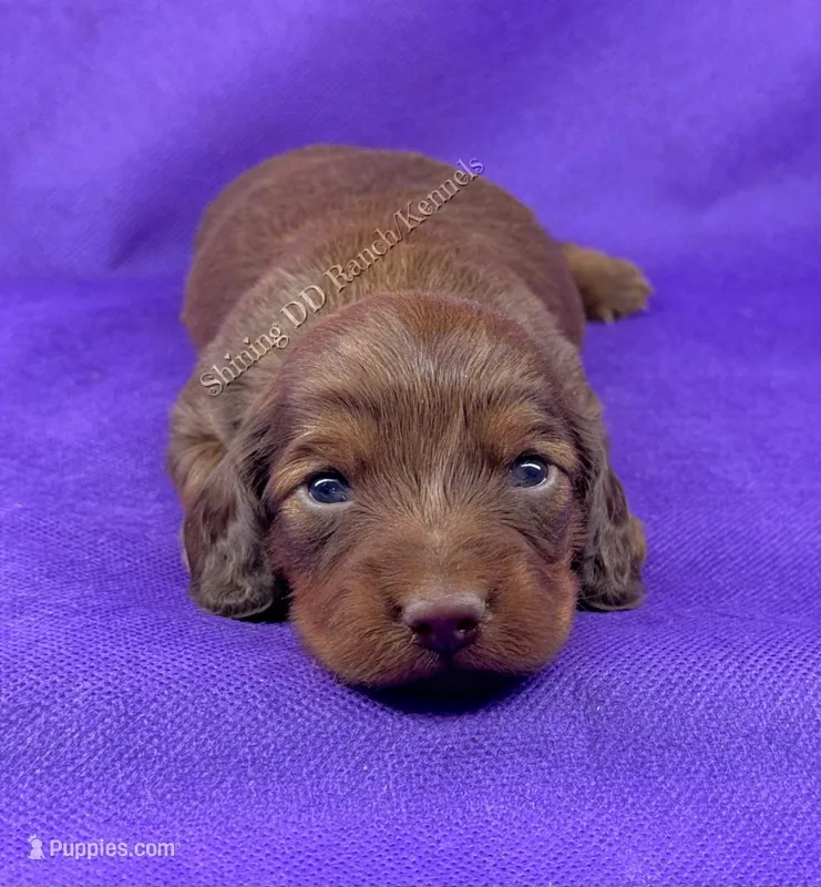 AKC Chocolate tan  – Miniature Dachshund puppy for sale in Oakdale, CA
