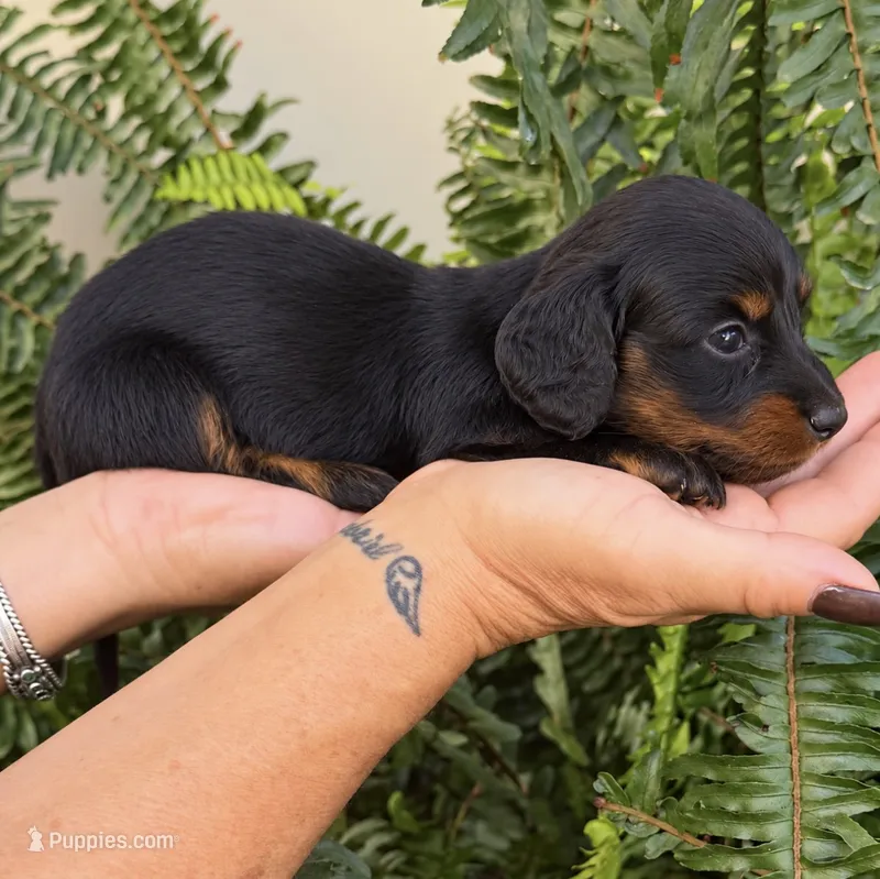 AKC F LH  – Miniature Dachshund puppy for sale in Oakdale, CA