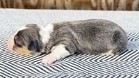 AKC Bluie Fluffy Triple Clear , a female Pembroke Welsh Corgi for sale in Oakdale, CA – 6 of 8