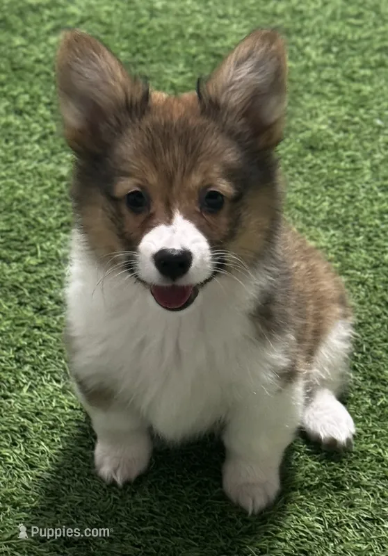 AKC Mismark Fluff F – Pembroke Welsh Corgi puppy for sale in Oakdale, CA