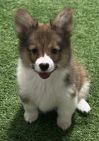 AKC Mismark Fluff F, a female Pembroke Welsh Corgi for sale in Oakdale, CA – 1 of 1