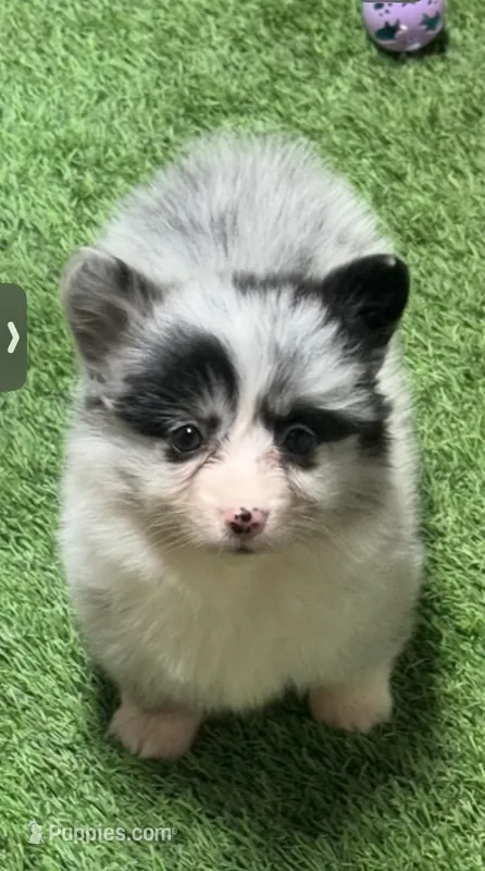 Tayhombmfpinkcollar – Pembroke Welsh Corgi puppy for sale in Oakdale, CA