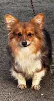 AKC Bluie Fluffy Triple Clear , a female Pembroke Welsh Corgi for sale in Oakdale, CA – 4 of 8