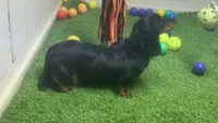 AKC PUMPKIN PIE , a male Miniature Dachshund for sale in Oakdale, CA – 3 of 4