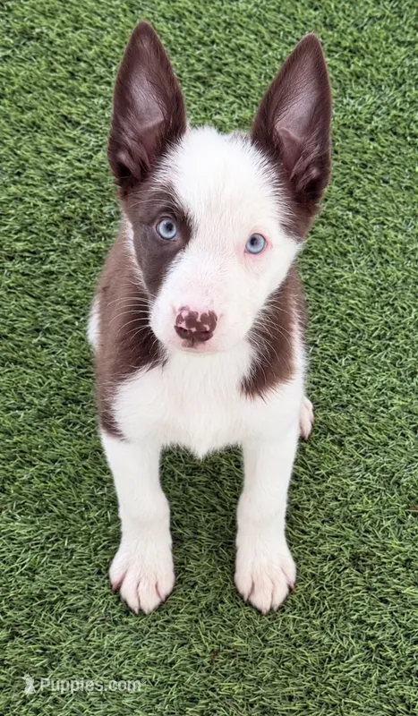 Red Split face  – Border Collie puppy for sale in Oakdale, CA