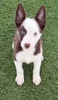 Red Split face , a female Border Collie for sale in Oakdale, CA – 1 of 1