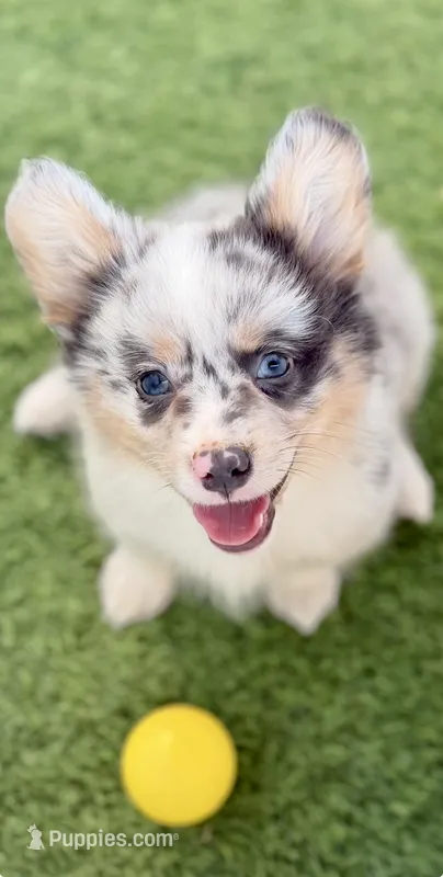 Bluie Merle Fluffy  – Pembroke Welsh Corgi puppy for sale in Oakdale, CA