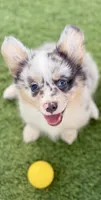 Bluie Merle Fluffy , a male Pembroke Welsh Corgi for sale in Oakdale, CA – 1 of 2