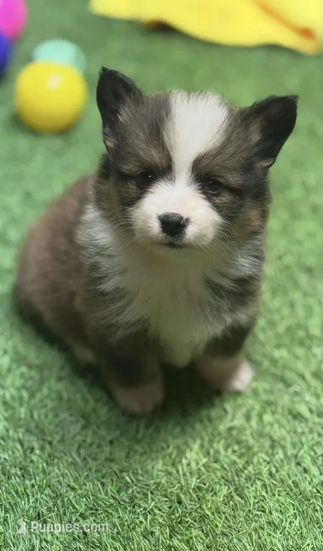 FancyJSabBB – Pembroke Welsh Corgi puppy for sale in Oakdale, CA