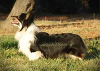 BHT Fluffy , a male Pembroke Welsh Corgi for sale in Oakdale, CA – 2 of 2