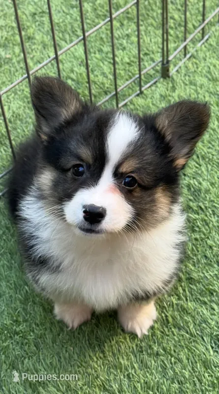 MisHomBHTMFGREEN – Pembroke Welsh Corgi puppy for sale in Oakdale, CA