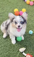 Bluie Merle Fluffy , a male Pembroke Welsh Corgi for sale in Oakdale, CA – 2 of 2