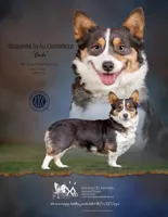 Akc mismark f BHT , a female Pembroke Welsh Corgi for sale in Oakdale, CA – 5 of 5