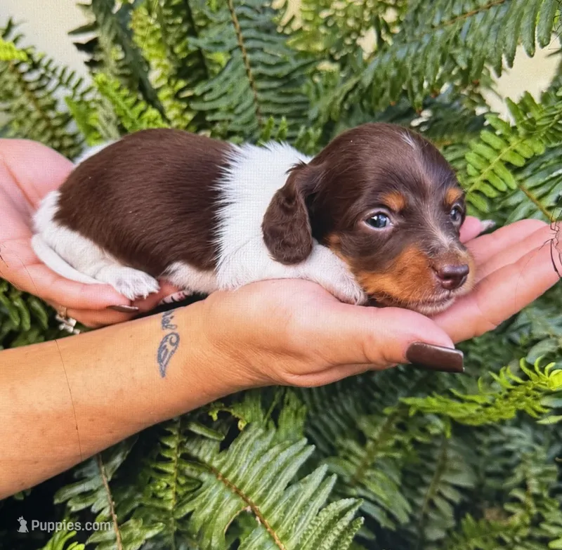 AKC CHOCOLATE /Tan PIE LONG HAIR  – Miniature Dachshund puppy for sale in Oakdale, CA