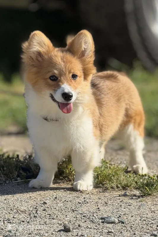 LHRedFF AKC  – Pembroke Welsh Corgi puppy on hold in Oakdale, CA