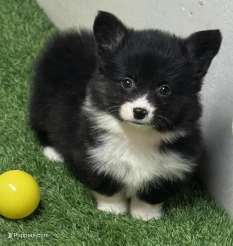 Tayhomblkforangecollar – Pembroke Welsh Corgi puppy for sale in Oakdale, CA