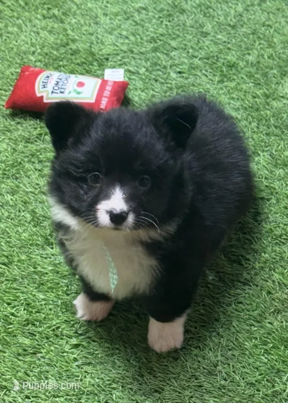 Tayhomblkfsparklecollar – Pembroke Welsh Corgi puppy for sale in Oakdale, CA