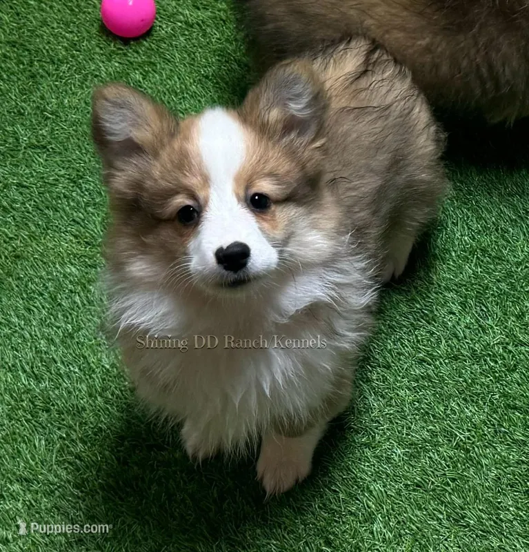 Lavaredm, a male Pembroke Welsh Corgi for sale in Oakdale, CA – Photo 1 of 4