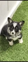 Delbluem, a male Pembroke Welsh Corgi for sale in Oakdale, CA – 1 of 1