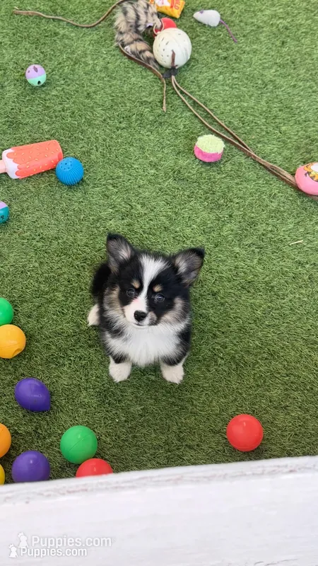 Del FLUFFY COAT  – Pembroke Welsh Corgi puppy for sale in Oakdale, CA