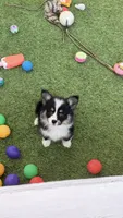 Delsparklef, a female Pembroke Welsh Corgi for sale in Oakdale, CA – 1 of 1