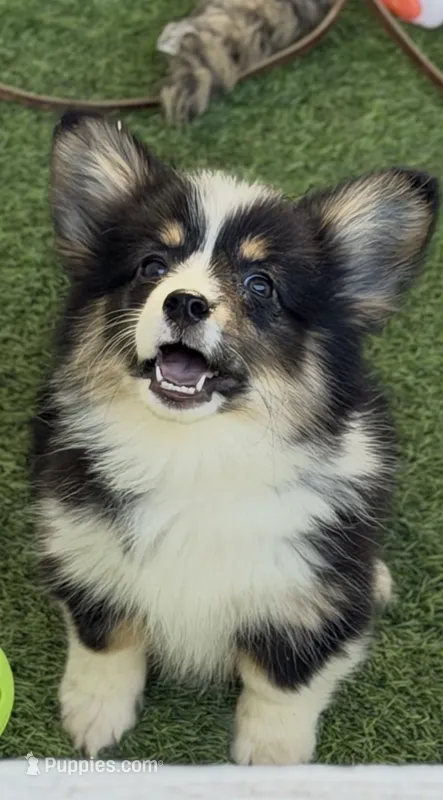 Del Fluffy  – Pembroke Welsh Corgi puppy for sale in Oakdale, CA