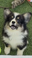 Del Fluffy , a female Pembroke Welsh Corgi for sale in Oakdale, CA – 1 of 1