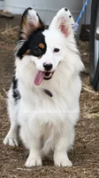 Akc mismark f BHT , a female Pembroke Welsh Corgi for sale in Oakdale, CA – 4 of 5