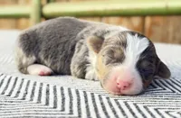 AKC Bluie Fluffy Triple Clear , a female Pembroke Welsh Corgi for sale in Oakdale, CA – 1 of 8