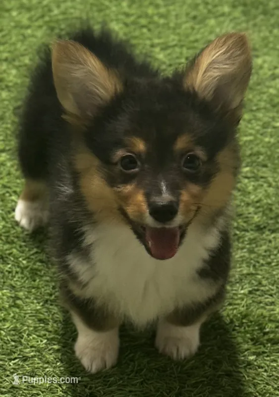 AKC Tri Fluff  – Pembroke Welsh Corgi puppy for sale in Oakdale, CA