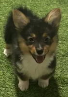 AKC Tri Fluff , a female Pembroke Welsh Corgi for sale in Oakdale, CA – 1 of 2
