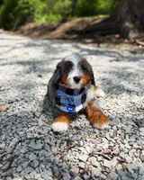 Vinnie, a male Miniature Bernedoodle for sale in Ligonier, PA – 4 of 4
