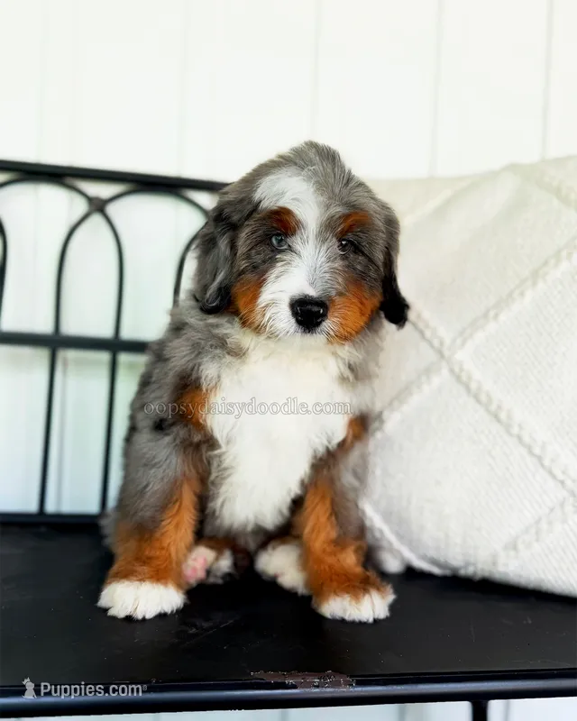 Vinnie – Miniature Bernedoodle puppy for sale in Ligonier, PA