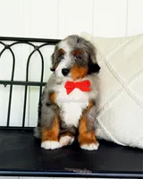 Vinnie, a male Miniature Bernedoodle for sale in Ligonier, PA – 2 of 4