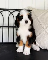 Felina, a female Miniature Bernedoodle for sale in Ligonier, PA – 4 of 4