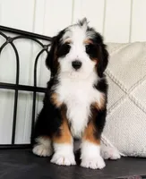 Felina, a female Miniature Bernedoodle for sale in Ligonier, PA – 2 of 4