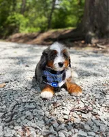 Vinnie, a male Miniature Bernedoodle for sale in Ligonier, PA – 3 of 4