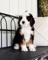 Felina, a female Miniature Bernedoodle for sale in Ligonier, PA – 3 of 4