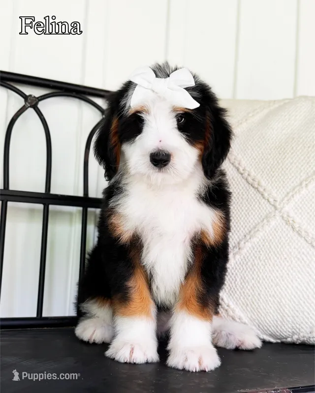 Felina – Miniature Bernedoodle puppy for sale in Ligonier, PA