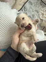 Prince, a male Maltipoo for sale in Crystal Lake, IL – Photo 2 of 2