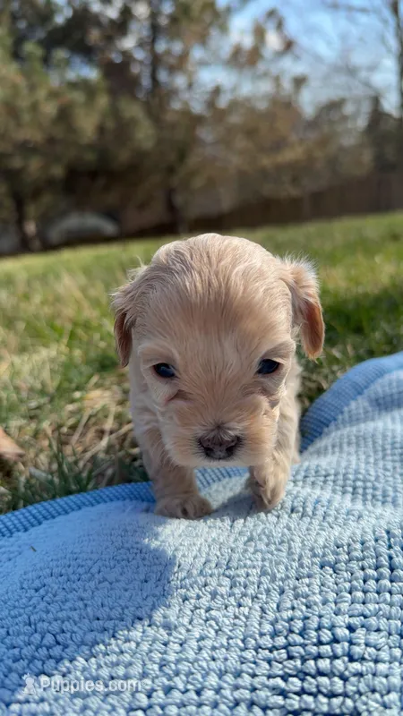 Prince – Maltipoo puppy for sale in Crystal Lake, IL