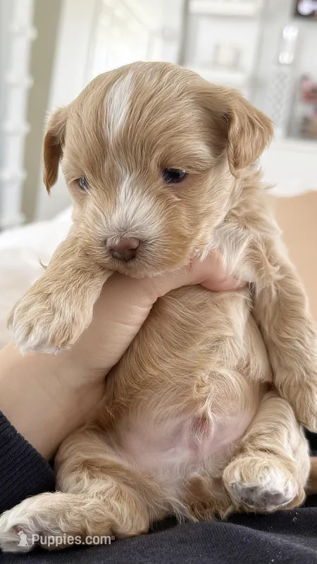 Ace – Maltipoo puppy for sale in Crystal Lake, IL