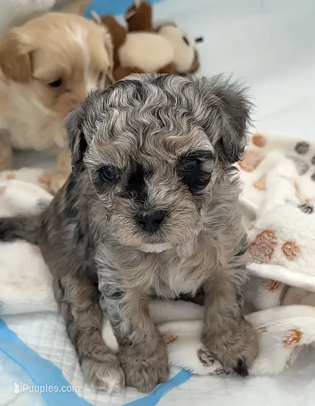 Bentley  – Maltipoo puppy for sale in Crystal Lake, IL